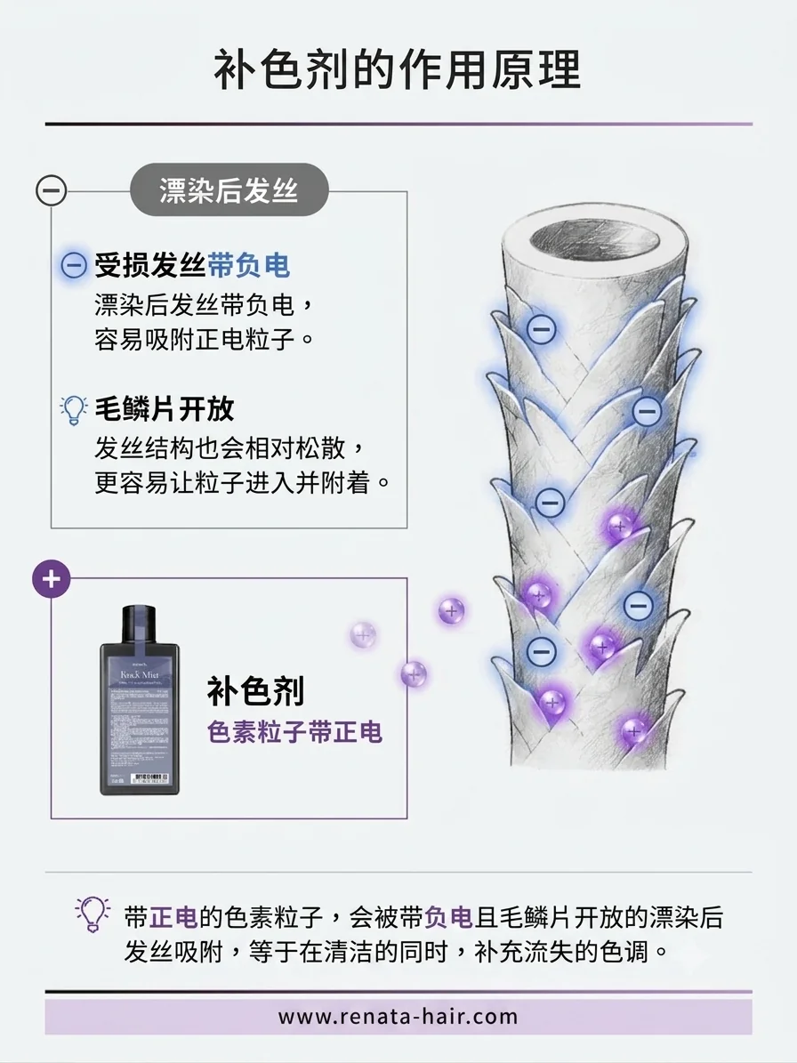 补色剂的作用原理:漂染后发丝带负电、毛鳞片开放,带正电的色素粒子在清洁的同时附着补回色调